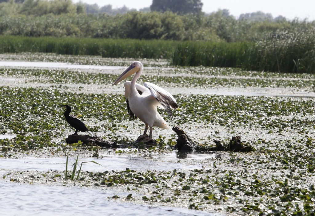 Circuit Dobrogea antică și Delta Dunării Iri Travel